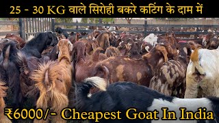 25 से 30 kg के बकरे मात्र 6000/- || cheapest goat's in India | Goat farming in India