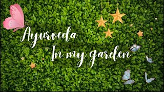 Ayurveda in my Garden💕| என் வீட்டு தோட்டத்தில் ஆயுர்வேதம் | kutty story |