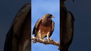 Falcon Looking for Prey #birds #falcons #wildlife #shorts