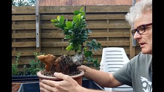 Ficus bonsai Ginseng I 6