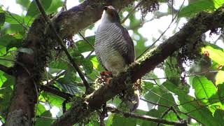 Accipiter superciliosus | Tiny Hawk