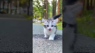 so cute kitten 🐈🐈