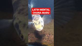 Chana lokal yg tak kalah indah #chana #fish #snakehead #snakeheadfish #shorts #animals #fishtank