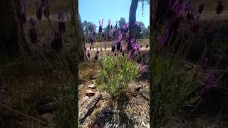 Lavandula stoechas L. (cantueso)