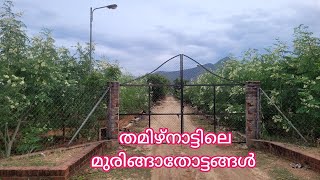 @GeorgeTheIndianFarmer തമിഴ്നാട്ടിലെ ഒട്ടൻചത്രത്തുള്ള മുരിങ്ങ തോട്ടം. Moringa a cash crop in India