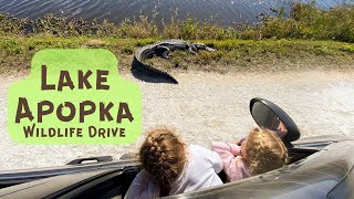 LAKE APOPKA NORTH SHORE WILDLIFE DRIVE // GATORS // 2024