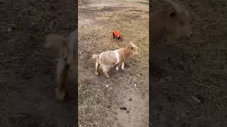 Goat plays w/Taco