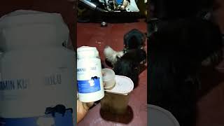 bismillah vitamin kucing untuk bulu kulit RP 35000 #short