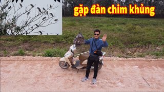 khai xuân đầu năm - tình cờ gặp đàn chim đông không tưởng ae ạ