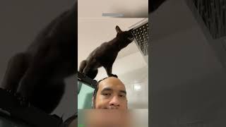 Funny cat videos 🤣📷 #cat #catlover #funnycat #shortvideo #shortsfeed #shorts EPISODE 163