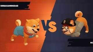 😍🤩Shiba Eternity🤩😍Red Belt Ranking Battle💪Sneakers vs Scoob💪#shibaeternity #shibarmy #shibainu #shib