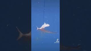 Barracuda shreds amberjack #shorts #youtube #spearfishing #barracuda #fyp