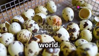 Quail Eggs Small Size, Big Flavor! #quaileggs #quail #cambodia #englishlearning #wordlearning #word