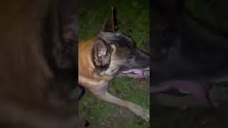 Je sauve une femme partie 2. #chien #viral #malinois #video #youtubeshorts #femme #sauvetage #atom