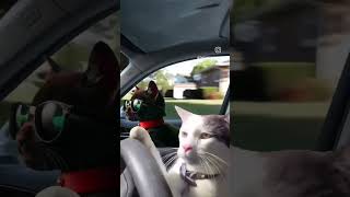 Snicker knows how to drive #catlover #snickers #catdriving #drivingcat #catinstagram #reelsinstagram