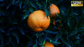 Satisfying Orange Videos | Relaxing Orange Videos | Orange Free To Use Videos | HD Fruits Videos