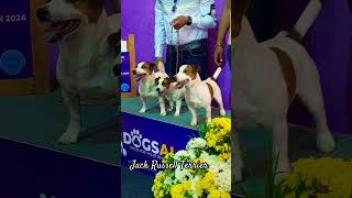 Jack Russell Terrier I@Chennai  Dog show 2024|#Shorts