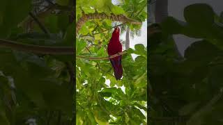 Talking bird 🤣😍❤️  #parrot #talkingparrot #mimicry #birds #shorts #cutevideo #funnyvideo #funny