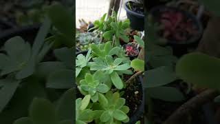 sedum palmeri                    #sedum palmeri