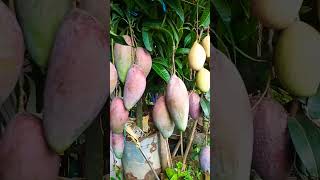 Amazing mango plant in tub!! এমন একটি আম গাছ বাসায় থাকলে কখনও আম কিনতে হবে না।