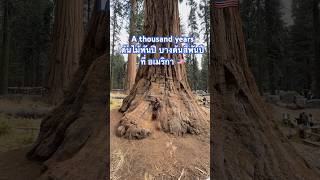 Sequoia a thousand years old trees #thousandsofyearsold #tree #worldrecord #usa #california #nature