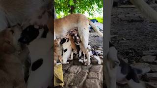 Baby puppy drinking mother milk 🍼🍼🍼🐶🐶🐶#puppy #baby #dog 0621