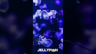 Beneath the Waves || Unveiling the Secrets of Jellyfish || @discoverwithsabi  #jellyfish #fish