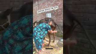 গরুর মূত্রে ফ্রেশ ওয়াস 😄#comedy #hasirvideo #funny #comedyvideo #funnyvideo #shorts