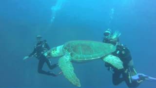 Q Divers - Turtle at Zenobia Weck, Larnaca, Cyprus