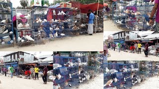 Biggest pigeon market in Dhaka | ঢাকার বুকে এক বিশাল কবুতরের হাট | Pigeons Market.Net | কবুতর খামার