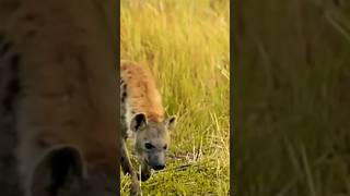 Hayena vs wild dog #shorts #viral #trending