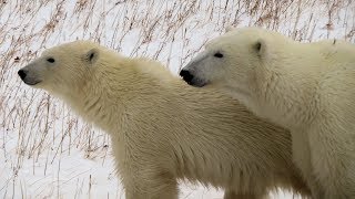 Our Polar Bear Adventure