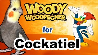 woody woodpecker whistle for cockatiel practice - cockatiel whistle