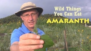 Most Nutritious Wild Plants - Part 1