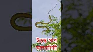 কালনাগিনী সাপ আকাশে উড়ে বেড়াচ্ছে! নিজ চোখেই দেখুন কিভাবে আকাশে উড়ে সাপ Flying Snake #snakevideo