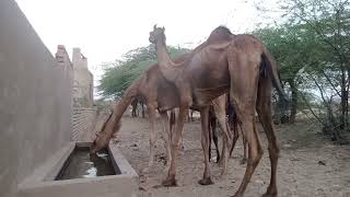 Camels drinking water #camels #water