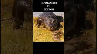 крокодил vs питон