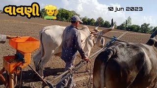 G 20 મગફળી નુ વાવેતર || 24 ની જારીયે || ox lovers @murlidharfarming