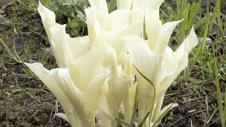 Hosta 'White Feather' - FarmerGracy.co.uk