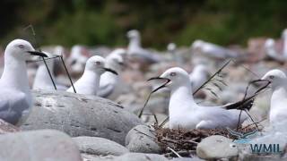 • NZ’s Nationally Critical Black Billed Gull •