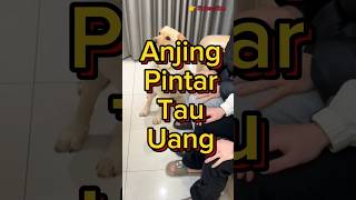 Anjing Pintar Mata Duitan