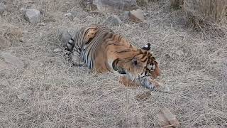 Tiger sleeps while his prey is hidden at Ranthambore-April 2024