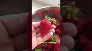 Клубника 🍓 королевская #крым