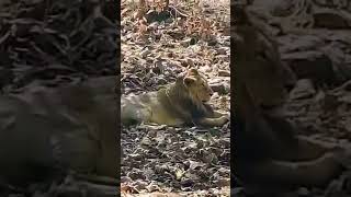 Gir National Park, Gujarat #lion #sasangir