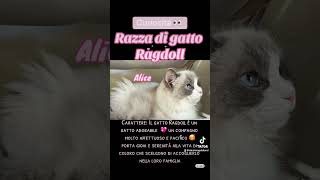 Carattere del Ragdoll ❤️ dolcissimi e super coccoloni 😻 chi li conosce sa di cosa parlo 🥰 #ragdoll