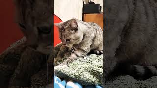 Всё розовое #харламов #cat #смешнойкот #юмор #анекдоты #прикол #приколы #shorts