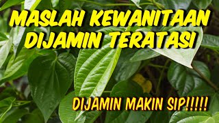 MASALAH KEWANITAAN TERATASI !!! MANFAAT DAUN SIRIH UNTUK WANITA