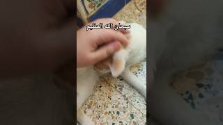 قطه لطيفه