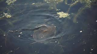 Western-painted turtle eating a threespine stickleback