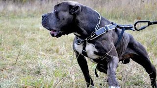 El perro Prohibido Bandog uno de los más Letales del Mundo